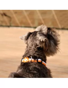 Obojek pro psy DASHI Orange&Black oranžový 2