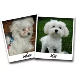 Krycí bílý krém na srst pod očima Bio-Groom STAIN FREE 19.9g 2